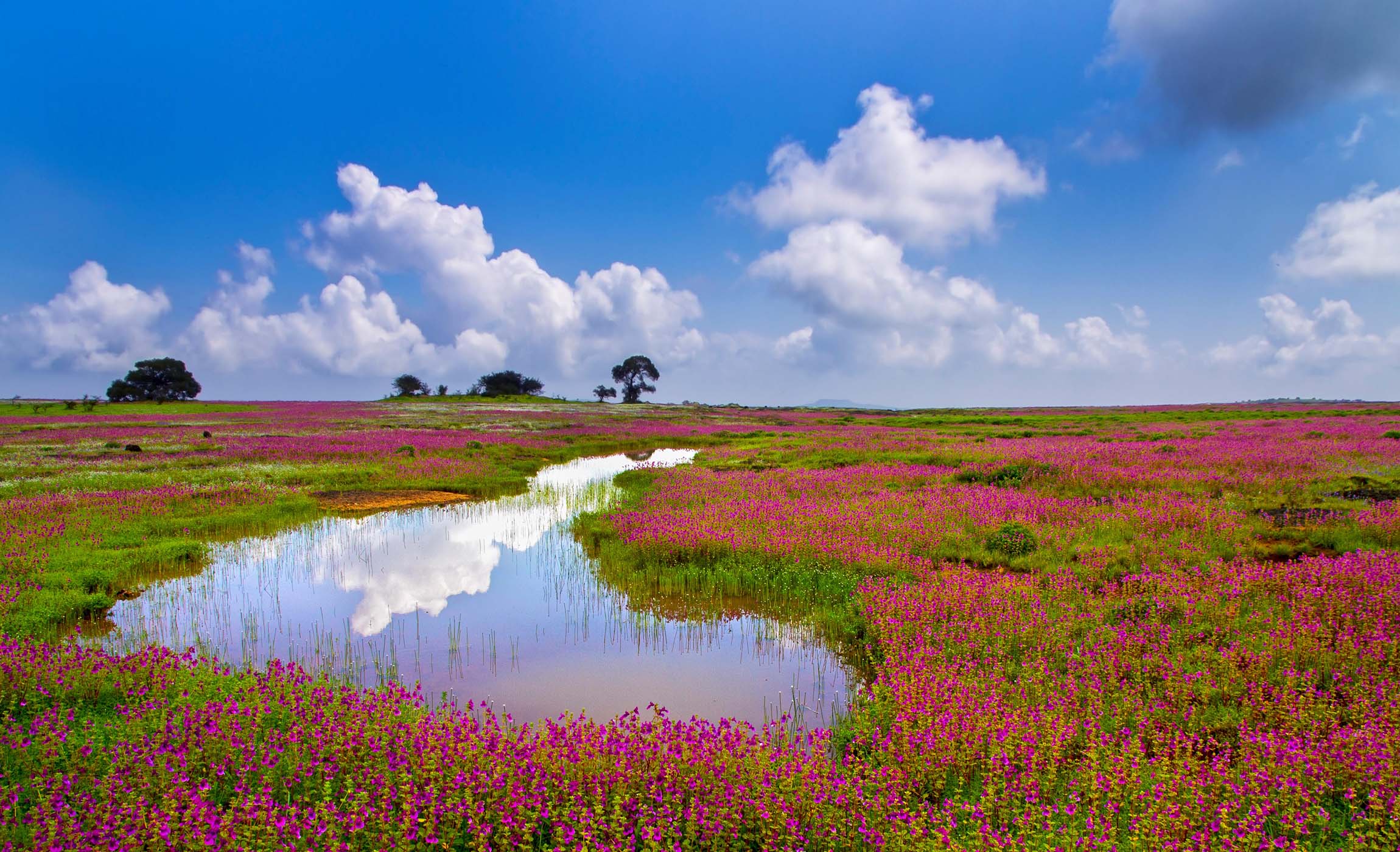 THE BEST TIME TO VISIT KAAS PLATEAU ‘THE VALLEY OF FLOWERS’ IS NOW AND