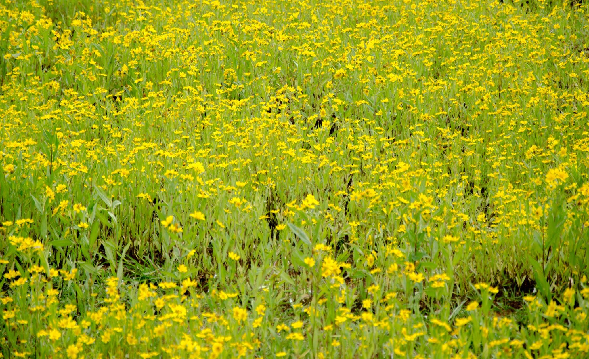 THE BEST TIME TO VISIT KAAS PLATEAU ‘THE VALLEY OF FLOWERS’ IS NOW AND