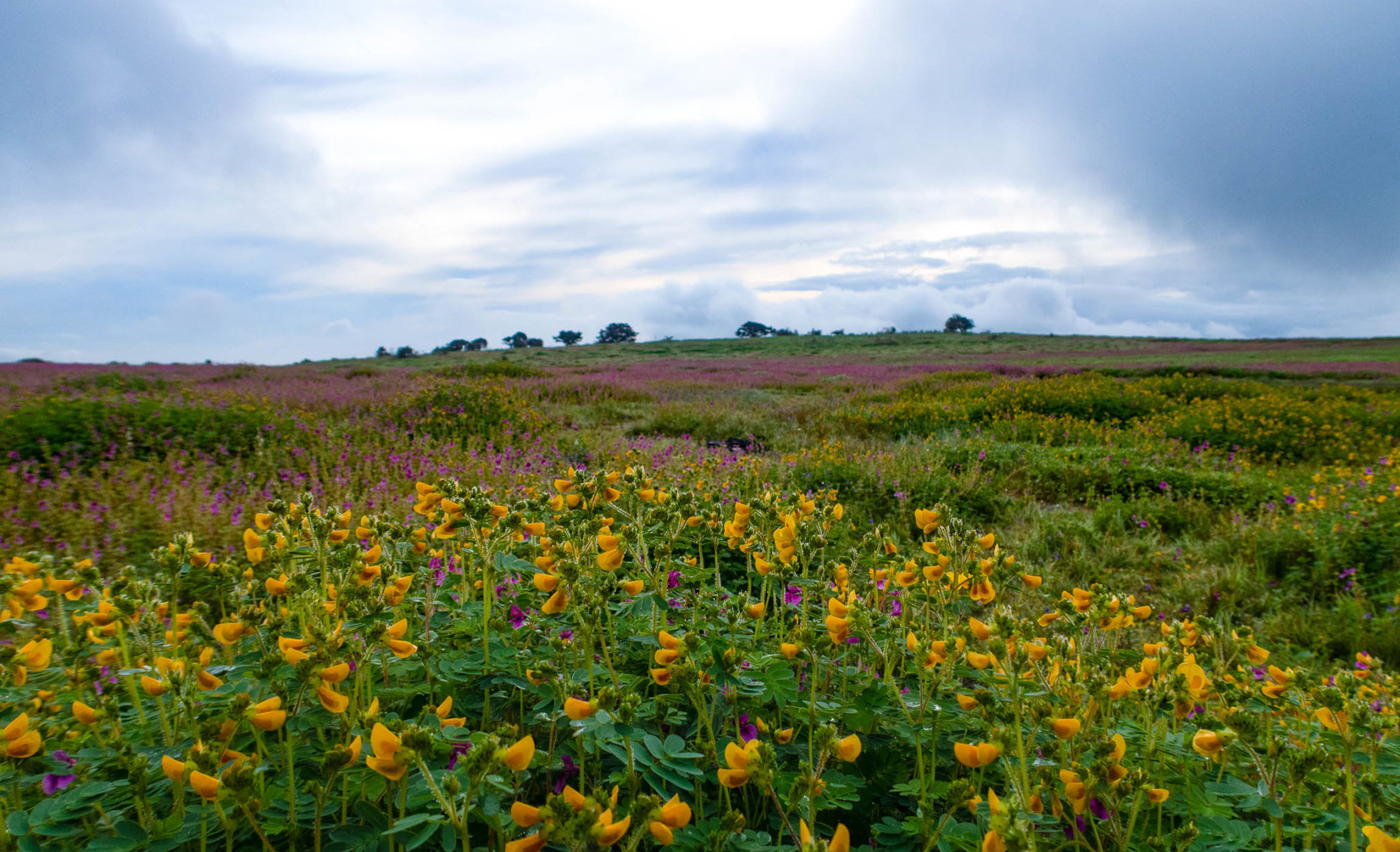 THE BEST TIME TO VISIT KAAS PLATEAU ‘THE VALLEY OF FLOWERS’ IS NOW AND
