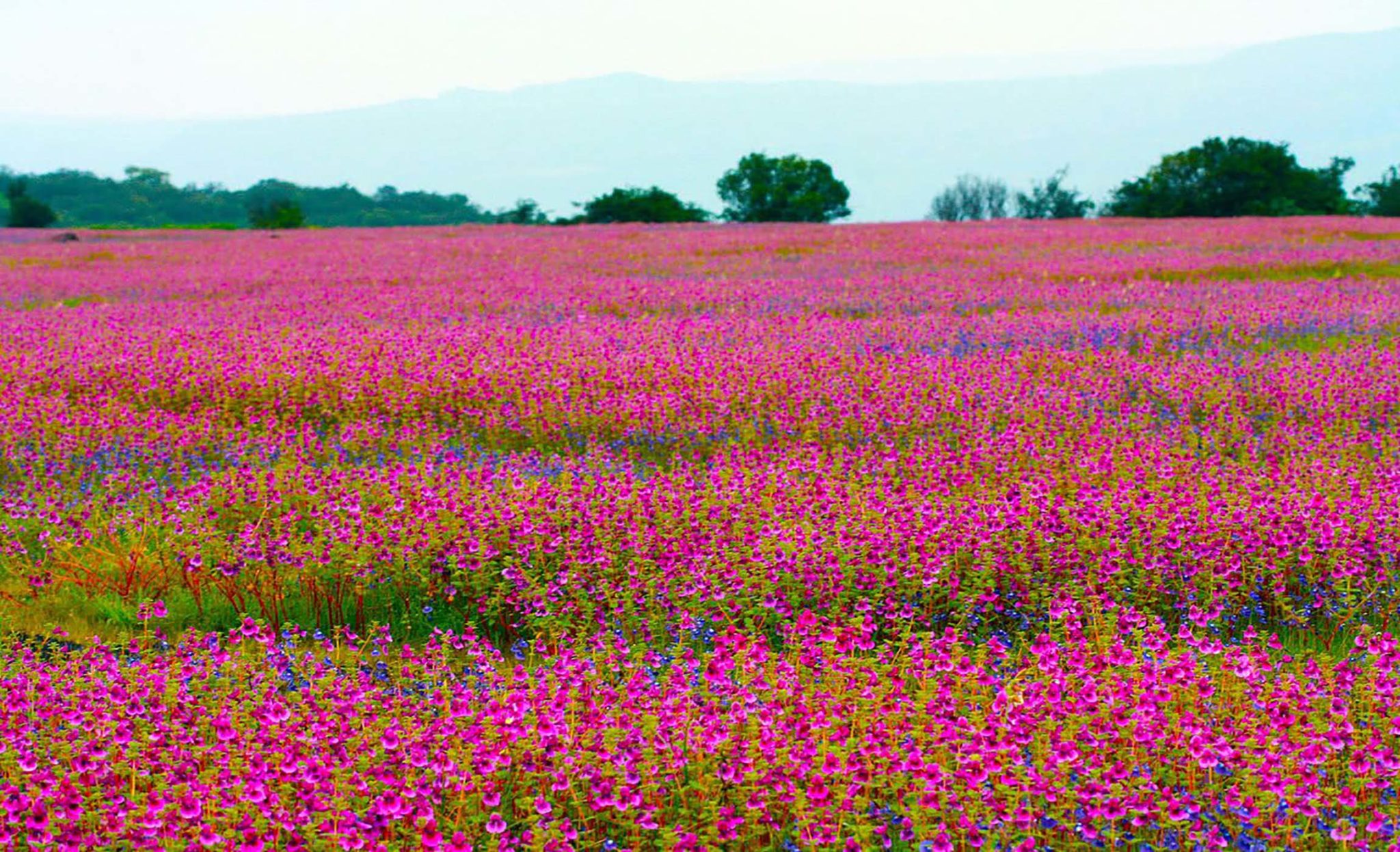 THE BEST TIME TO VISIT KAAS PLATEAU ‘THE VALLEY OF FLOWERS’ IS NOW AND ...