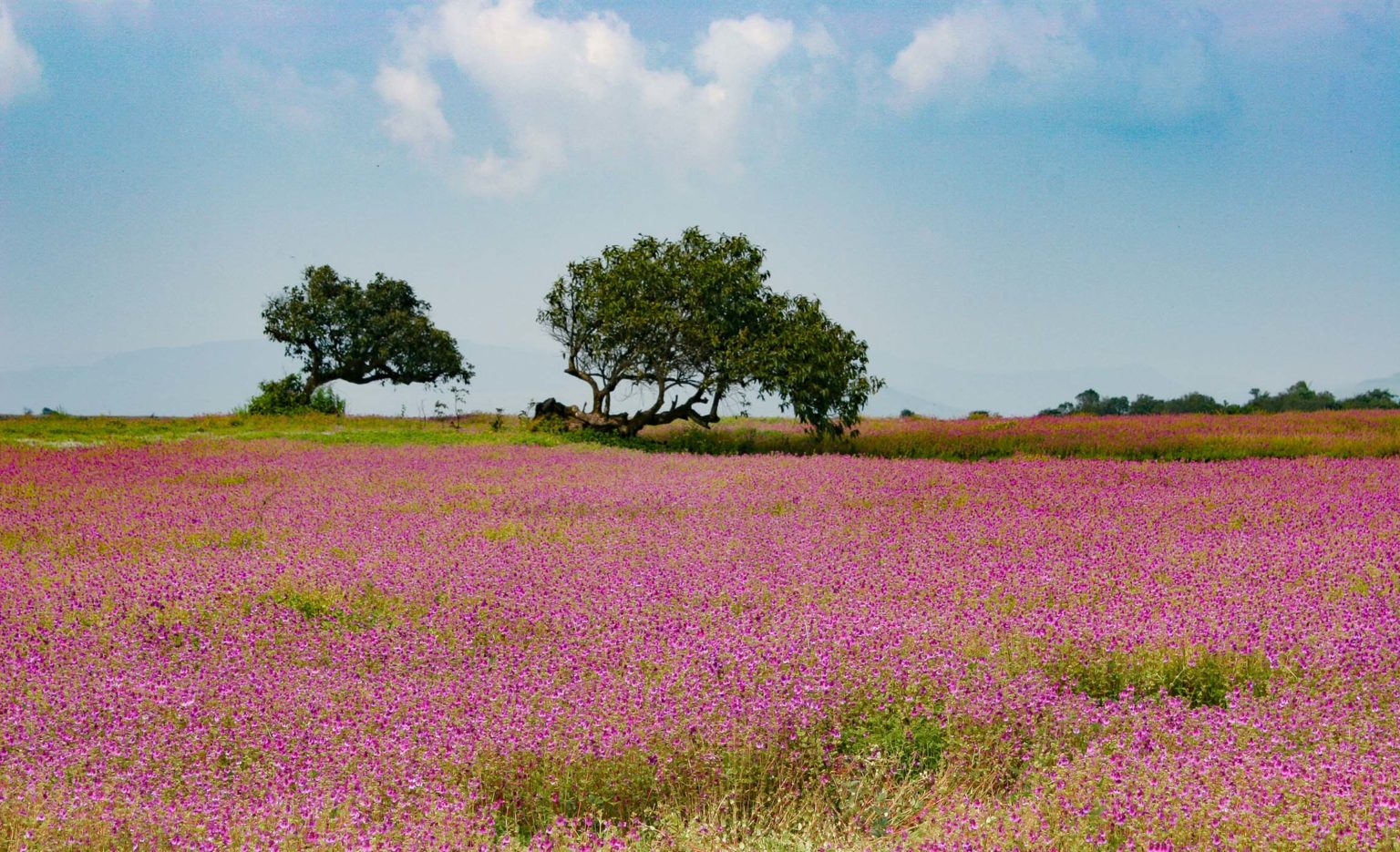THE BEST TIME TO VISIT KAAS PLATEAU ‘THE VALLEY OF FLOWERS’ IS NOW AND
