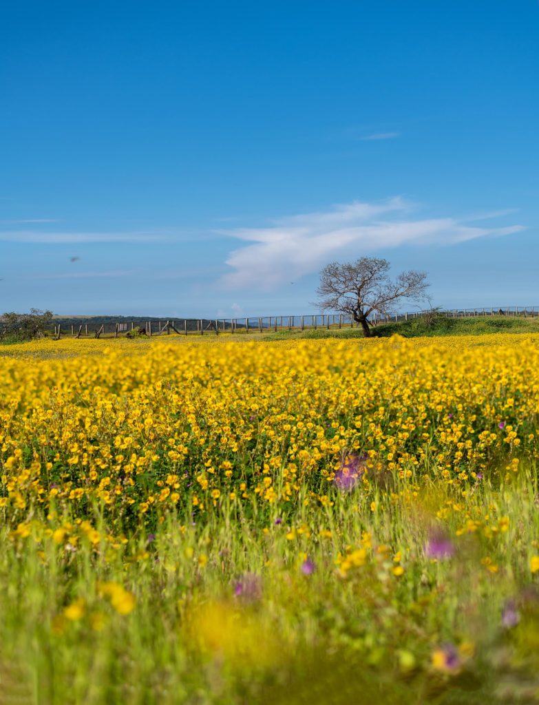 Explore the Top Colourful Blossom of Flower Valley in India | Veena World