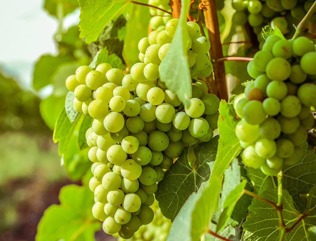 Eat grapes as the Spanish do_
