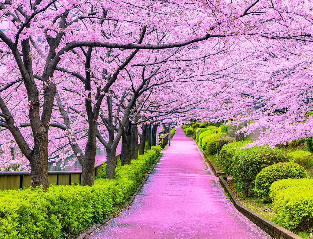 Cherry Blossoms Season In Japan