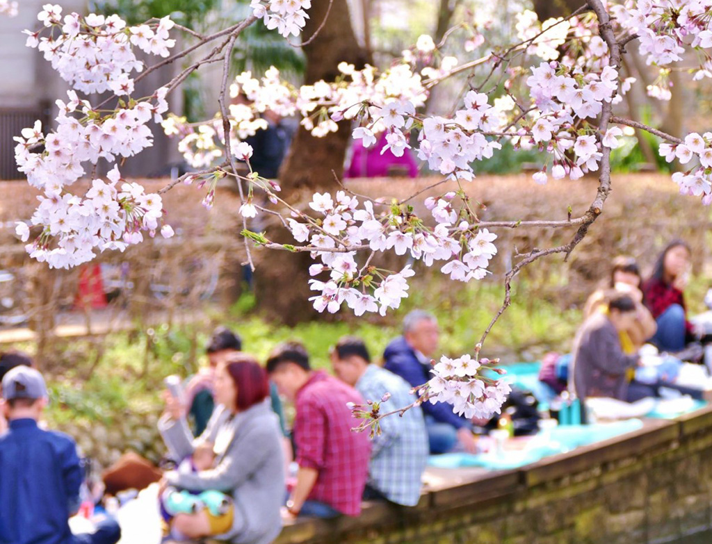 Tokyo, Japan. 24th Mar, 2022. The traditional Japanese Cherry blossom  season in Tokyo is set to start on March 28, 2022. Some Sakura trees  started to bloom already, like here in Naka